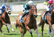 How Horse Racing Results in Australia Influence International Racing Standards and Competitions